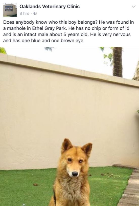 Found dog